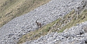 2011-05-20_Pilatus 174